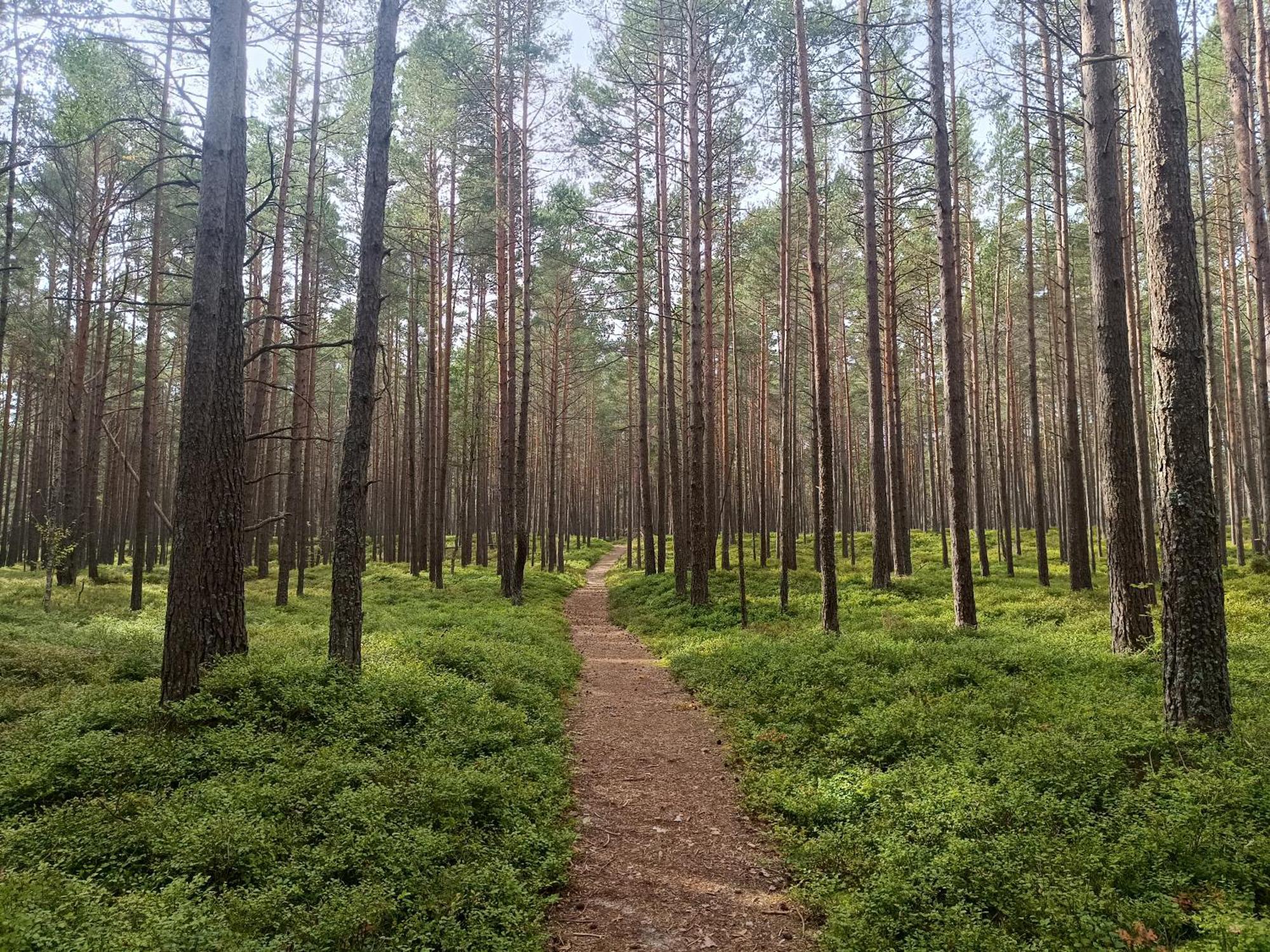 Kemeri Hotel In National Park - Free Parking Юрмала Экстерьер фото